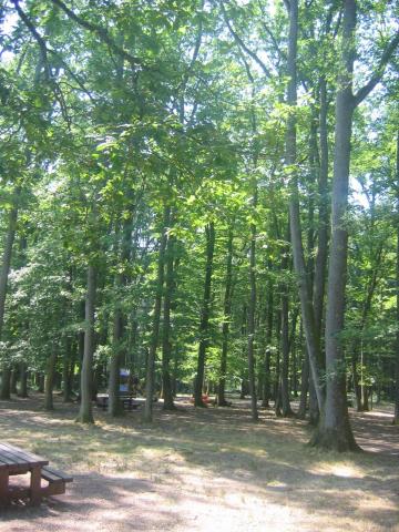 les bornes du bois des soeurs